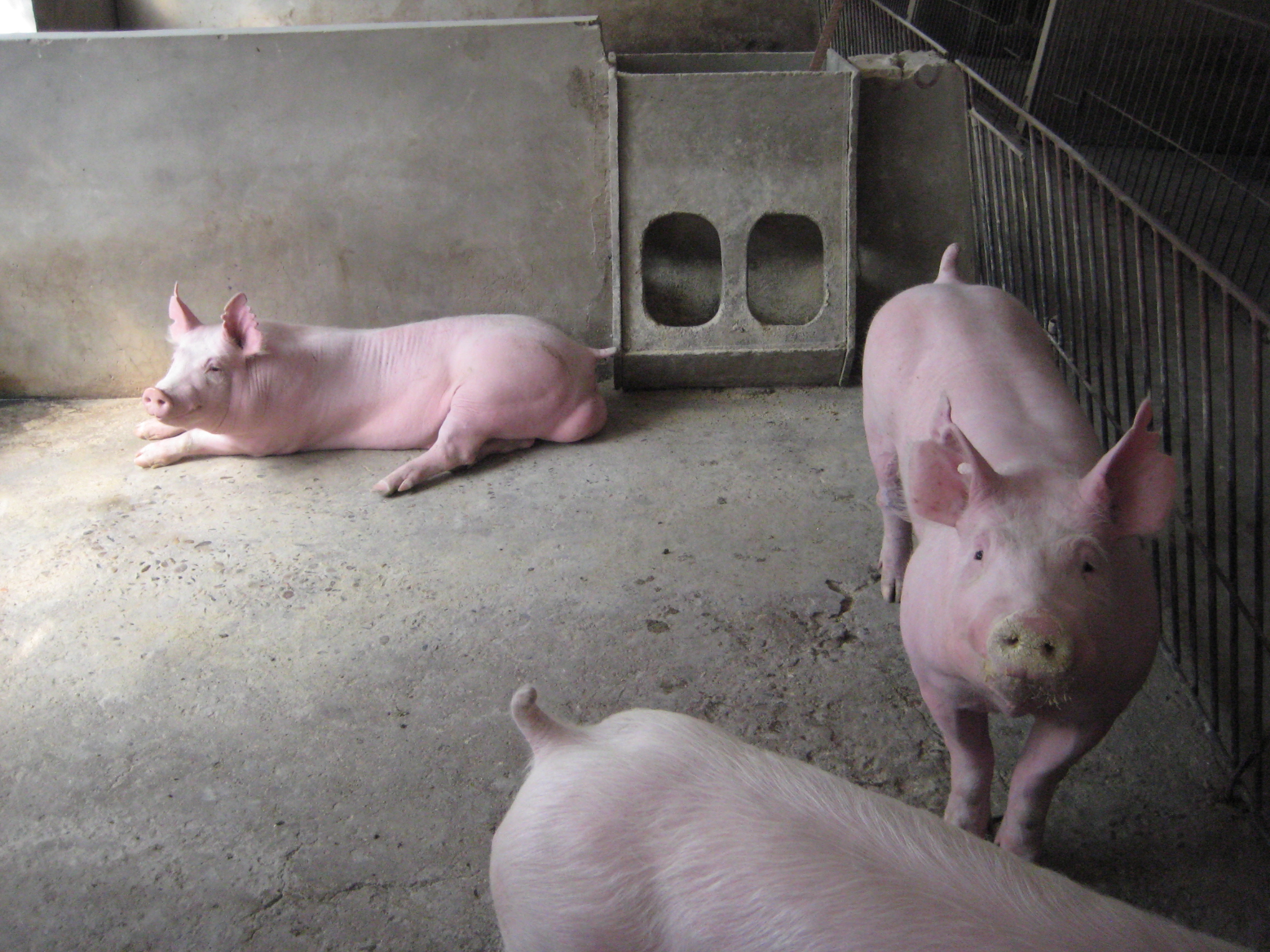 tl_files/MLS_DS/MLS1/MLS11/Schweinefoto.jpg